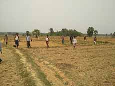 Mixed cropping through Farmer Field School under ATMA project