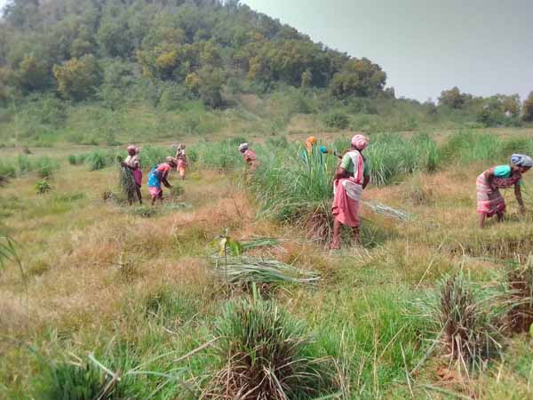 Recent field activities