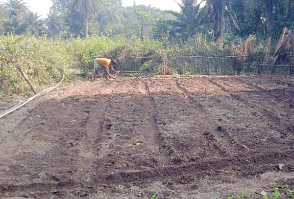 Recent field activities