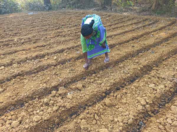 Recent field activities
