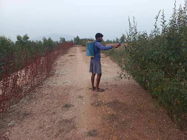 Recent field activities