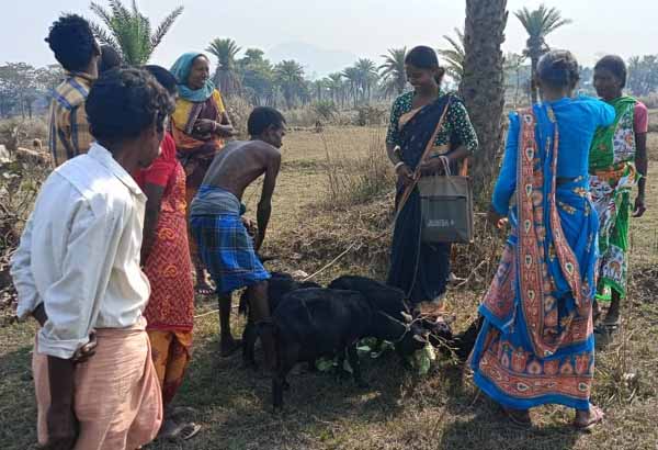 Recent field activities