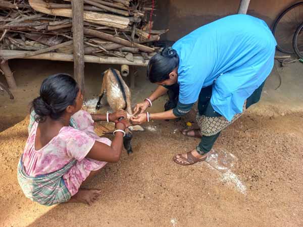 Recent field activities