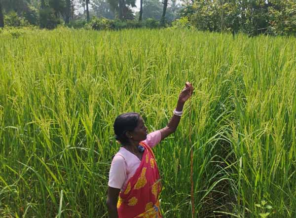 Recent field activities