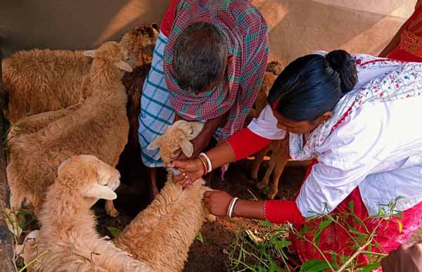 Recent field activities