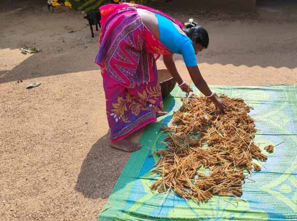 Recent field activities