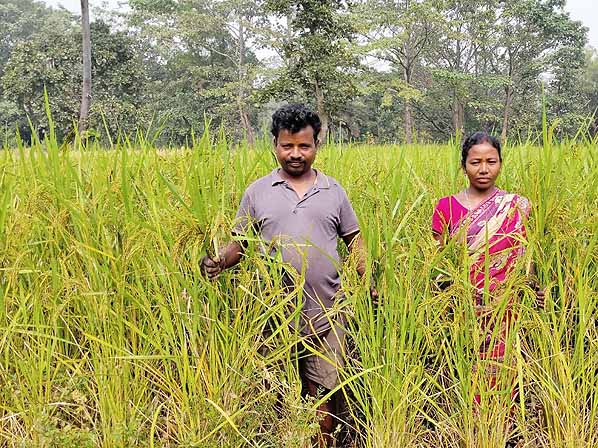 Recent field activities