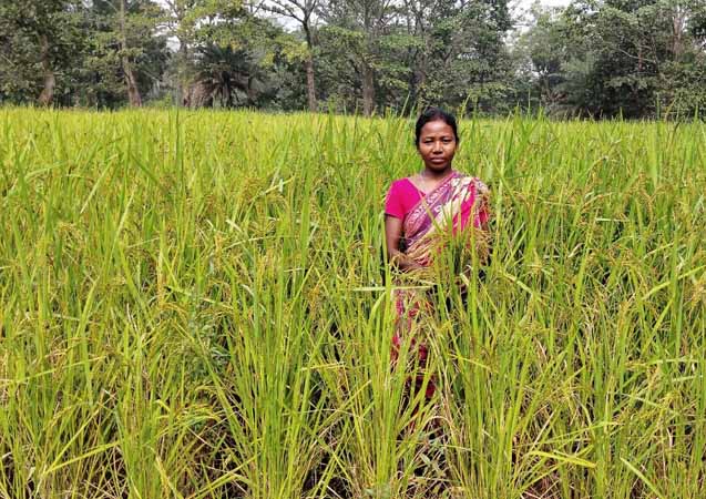 Recent field activities