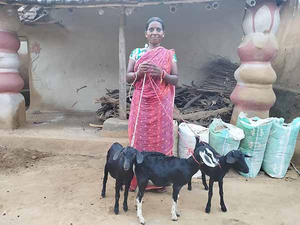 Recent field activities