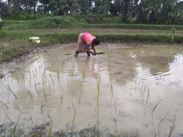 Recent field activities
