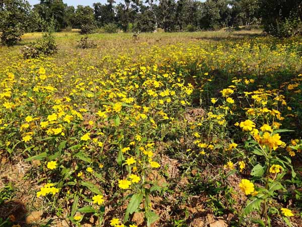 Recent field activities