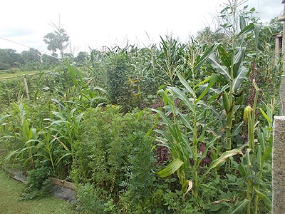 Parthasarathi Mondal a prize winner farmer of Bankura