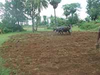 Parthasarathi Mondal a prize winner farmer of Bankura