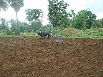 Parthasarathi Mondal a prize winner farmer of Bankura