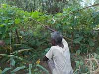 Parthasarathi Mondal a prize winner farmer of Bankura