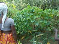 Parthasarathi Mondal a prize winner farmer of Bankura