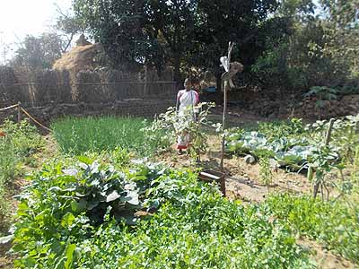 Farmer name: Mongali Kisku of Bankura