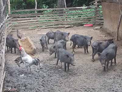 Pig farm: Bankura