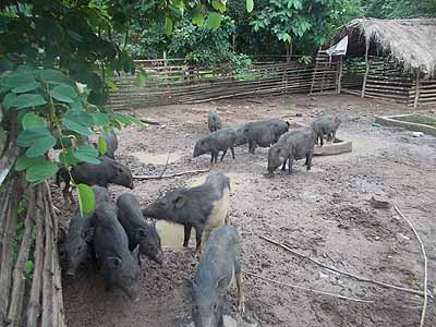 Pig farm: Bankura