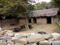 Pig farms at Purulia