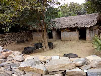 Pig farms at Purulia