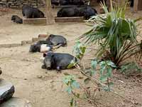 Pig farms at Purulia