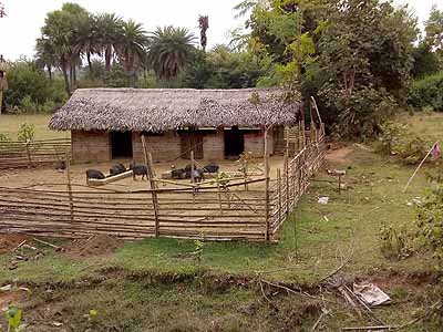 Pig farms at Purulia