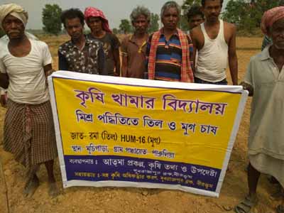 Mixed cropping through Farmer Field School under ATMA project