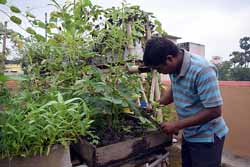 Urban Farming Training