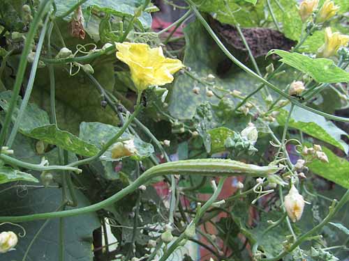 Urban Farming Training