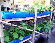 Urban Farming Training