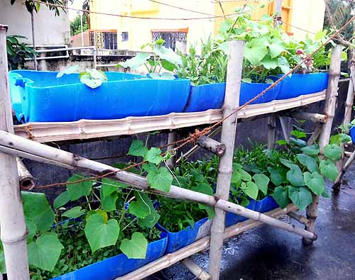 Urban Farming Training