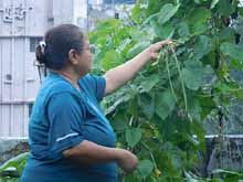 Urban Farming Training