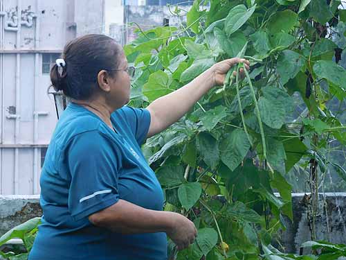 Urban Farming Training