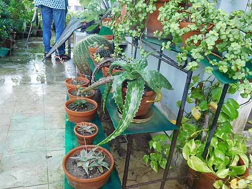 Urban Farming Training