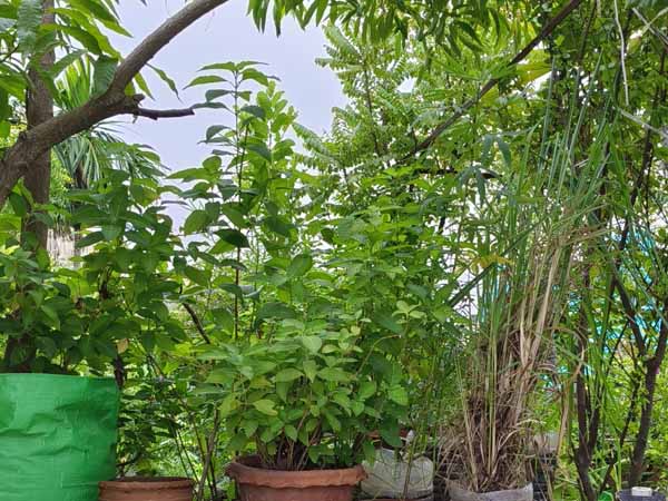 DRCSC's roof-top garden