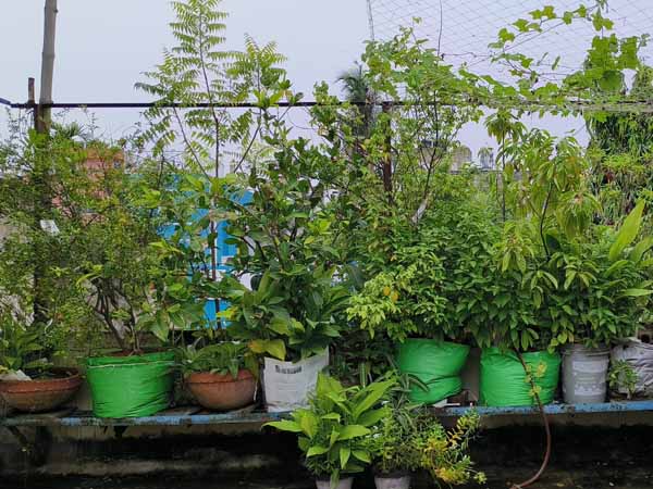 DRCSC's roof-top garden