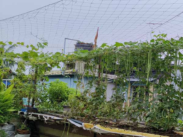 DRCSC's roof-top garden